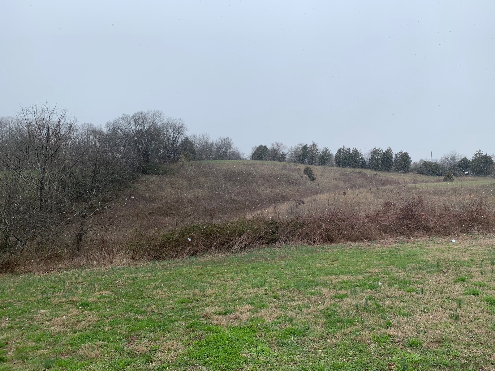 Overgrown rolling hillside in winter — before clearing