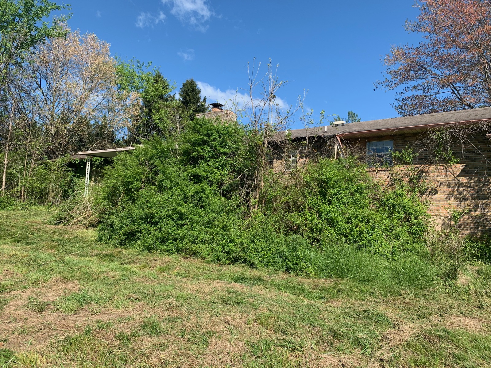 Brick ranch home with yard overgrown by vines and brush — before