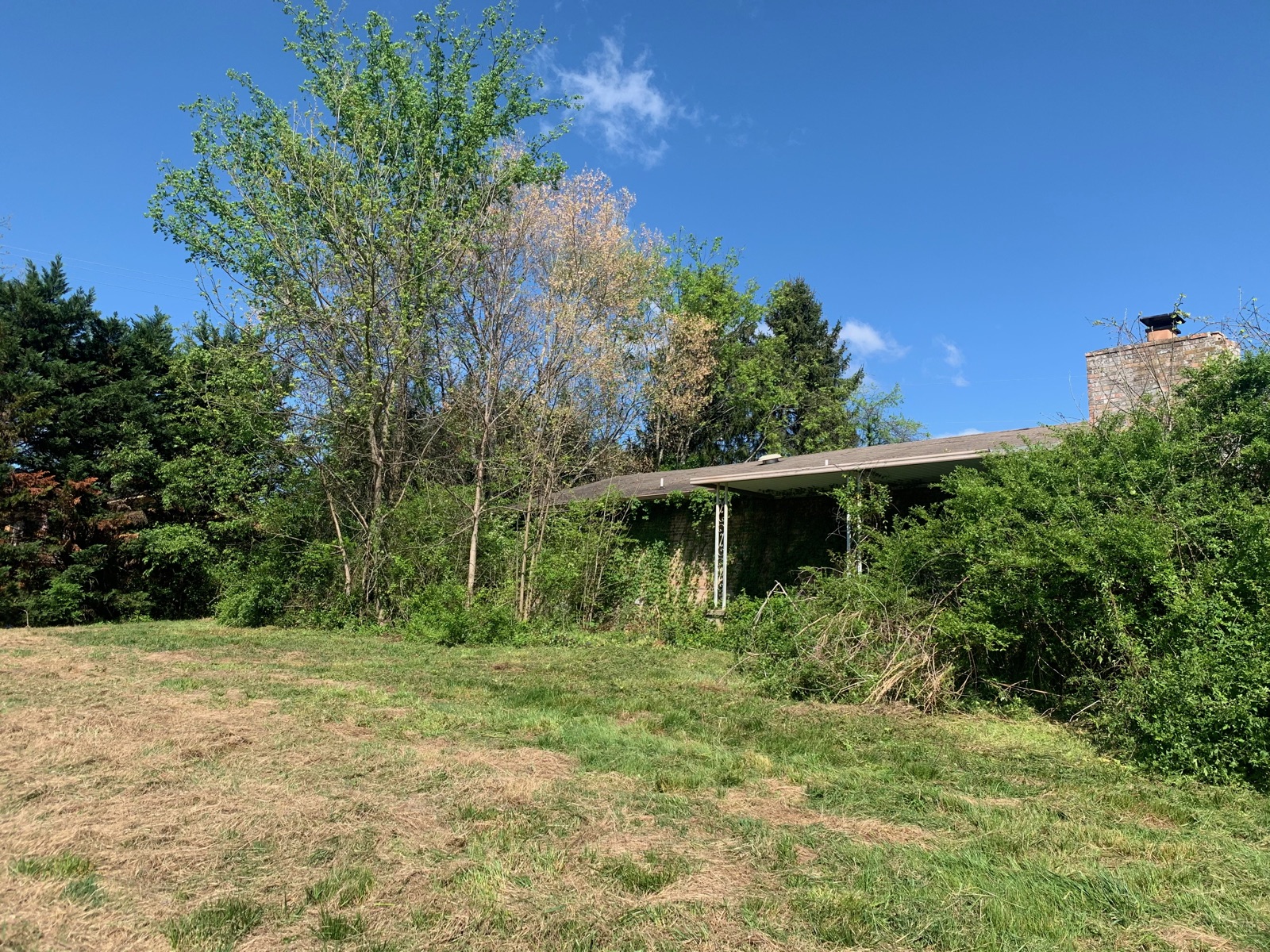 Home overgrown with trees and brush — before clearing
